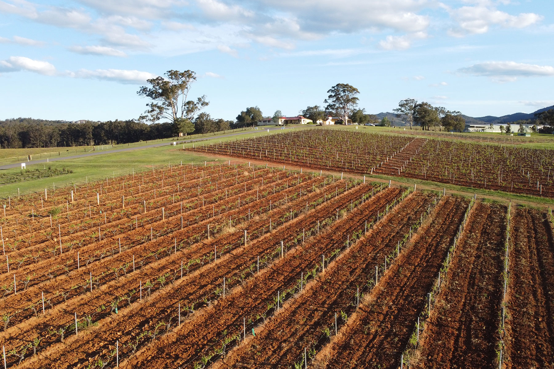 Vineyards - Tyrrell's - Hunter Valley Wines