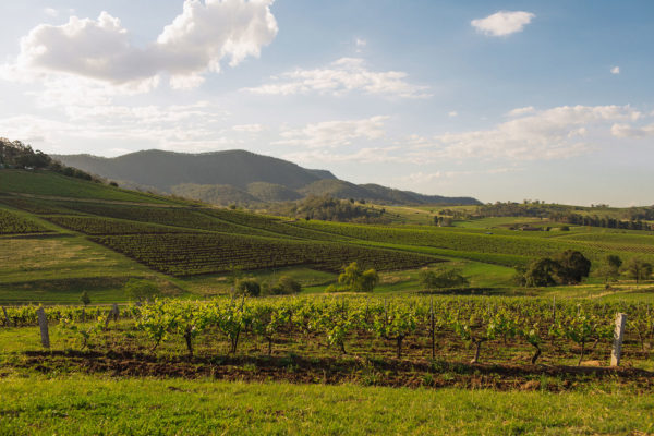 Image of Tyrrell's Old Patch Shiraz