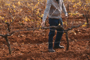 Vineyard Pruners (Casual)