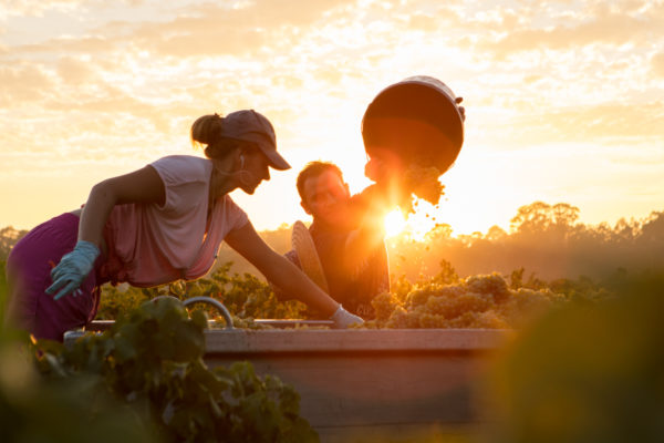 Expressions of Interest – Vintage 2022 Pickers