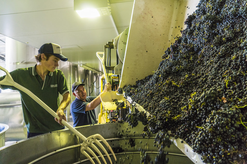 Vintage 2022 Cellar Hands